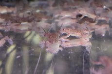 画像2: 【淡水魚】餌用ツメガエル【1匹 サンプル画像】(±3-4cm)(エサ用)(生体)(熱帯魚)NK (2)