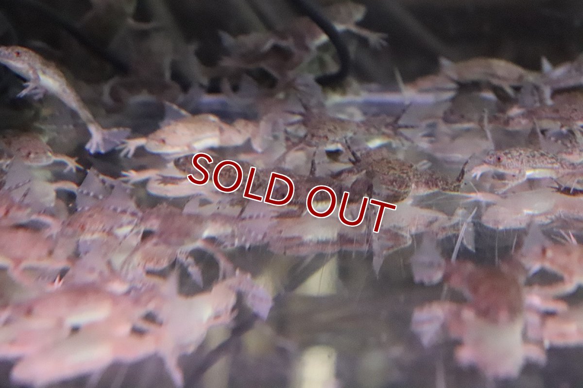 画像3: 【淡水魚】【通販】餌用ツメガエル【10匹 サンプル画像】(±3-4cm)(エサ用)(生体)(熱帯魚)NK (3)