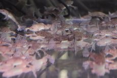 画像3: 【淡水魚】餌用ツメガエル【1匹 サンプル画像】(±3-4cm)(エサ用)(生体)(熱帯魚)NK (3)