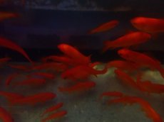 画像1: 【淡水魚】条件付き 商品説明を必ずお読みください 餌金魚【1匹 サンプル画像】(±5-10cm)（小赤〜姉金）（生体）（熱帯魚）NK (1)