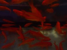 画像2: 【淡水魚】【通販】条件付き 商品説明を必ずお読みください 餌金魚【1匹 サンプル画像】(±5-10cm)（小赤〜姉金）（生体）（熱帯魚）NK (2)