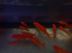 画像3: 【淡水魚】条件付き 商品説明を必ずお読みください 餌金魚【1匹 サンプル画像】(±5-10cm)（小赤〜姉金）（生体）（熱帯魚）NK (3)