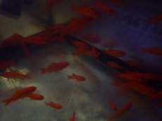 画像4: 【淡水魚】条件付き 商品説明を必ずお読みください 餌金魚【1匹 サンプル画像】(±5-10cm)（小赤〜姉金）（生体）（熱帯魚）NK (4)