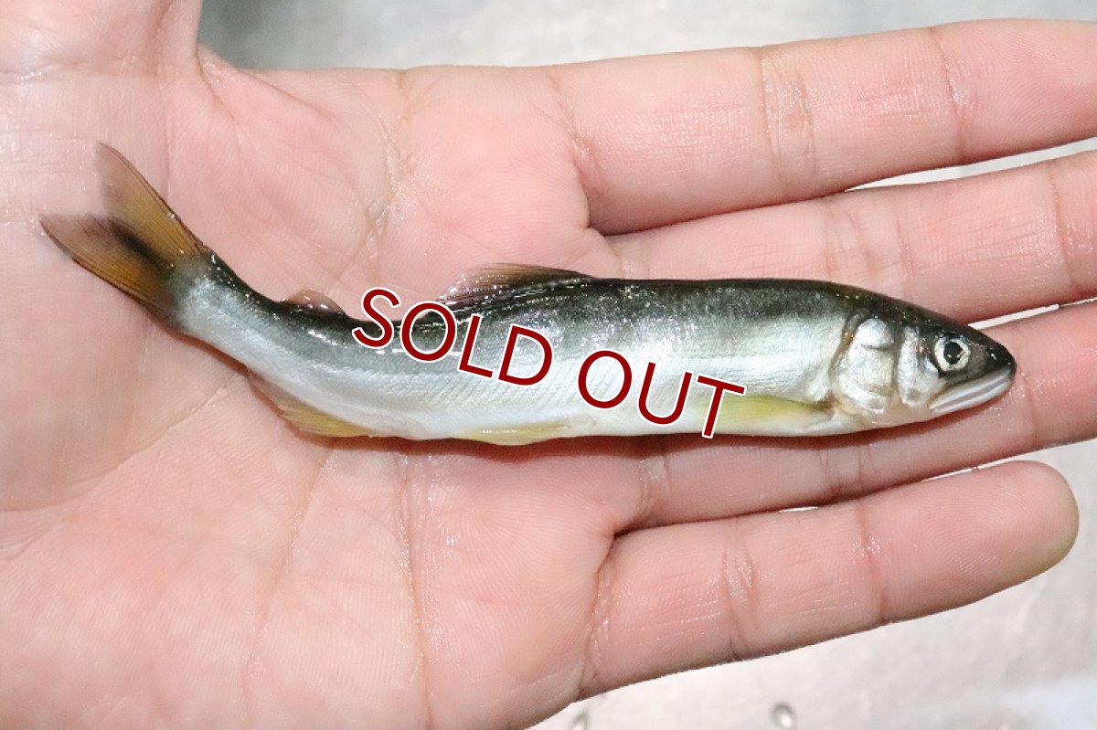 画像2: 【淡水魚】お得パック 冷凍川魚ミックス【サンプル画像 1kg】（生体）(冷凍エサ)（熱帯魚） (2)