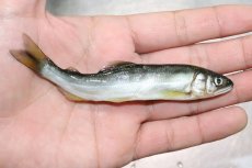 画像2: 【淡水魚】【通販】お得パック 冷凍川魚ミックス【サンプル画像 1kg】（生体）(冷凍エサ)（熱帯魚） (2)