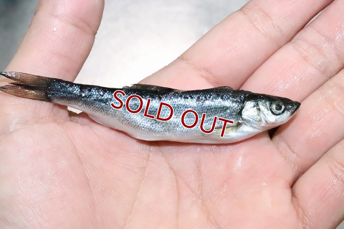 画像3: 【淡水魚】お得パック 冷凍川魚ミックス【サンプル画像 1kg】（生体）(冷凍エサ)（熱帯魚） (3)