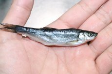 画像3: 【淡水魚】【通販】お得パック 冷凍川魚ミックス【サンプル画像 1kg】（生体）(冷凍エサ)（熱帯魚） (3)