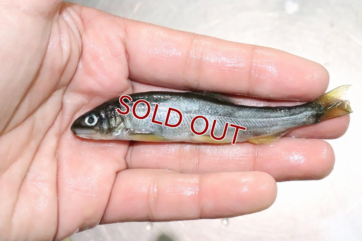 画像4: 【淡水魚】お得パック 冷凍川魚ミックス【サンプル画像 1kg】（生体）(冷凍エサ)（熱帯魚） (4)