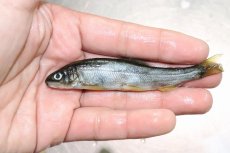 画像4: 【淡水魚】【通販】お得パック 冷凍川魚ミックス【サンプル画像 1kg】（生体）(冷凍エサ)（熱帯魚） (4)