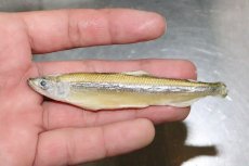 画像2: 【淡水魚】【通販】ワカサギ冷凍【サンプル画像 500g】（生体）(冷凍エサ)（熱帯魚） (2)