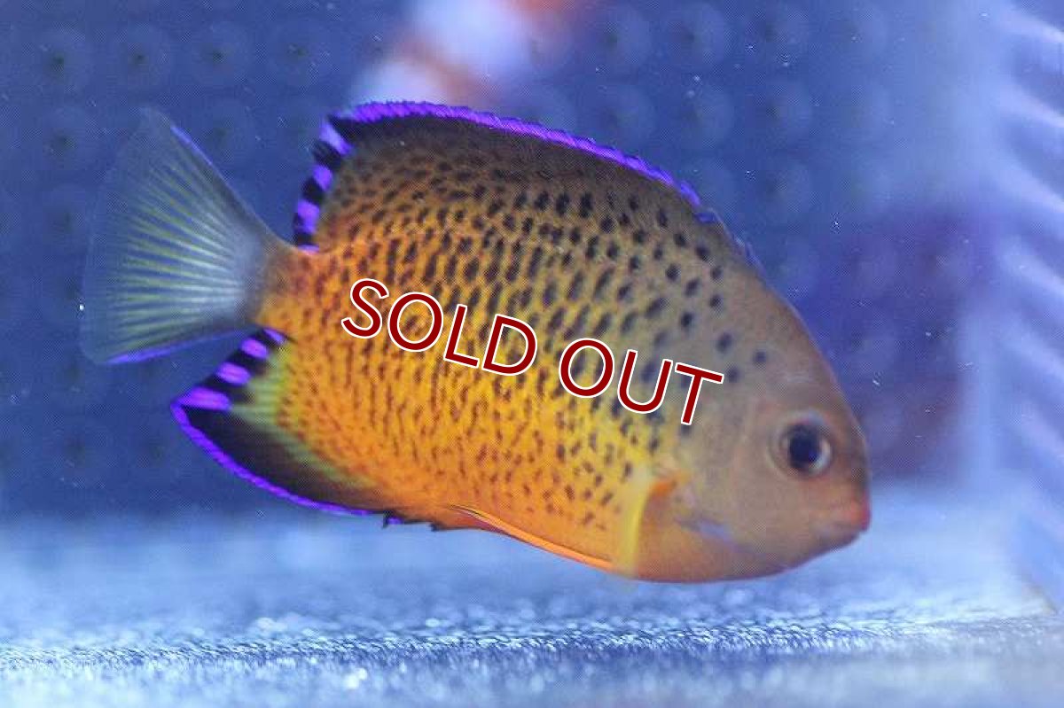 画像2: 【海水魚】アカハラヤッコ（ラスティーエンゼル）(1匹)±5-6cm (サンプル画像）（生体）(海水魚)（サンゴ） (2)