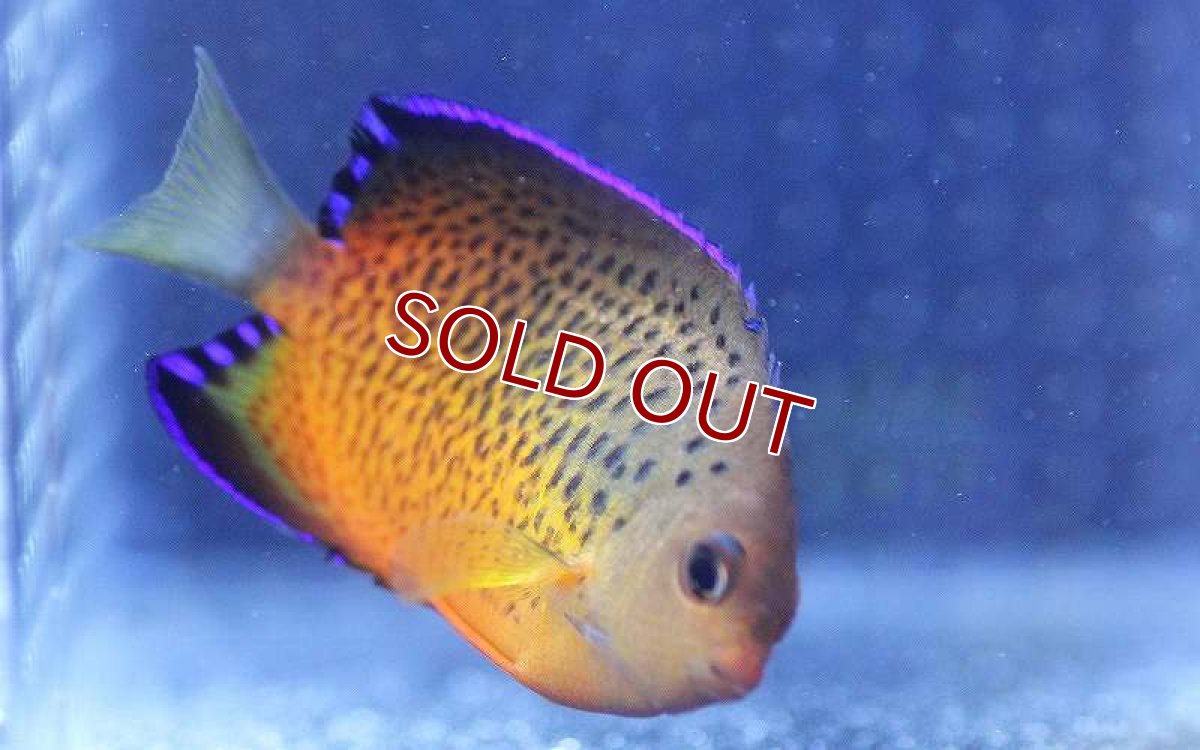 画像3: 【海水魚】アカハラヤッコ（ラスティーエンゼル）(1匹)±5-6cm (サンプル画像）（生体）(海水魚)（サンゴ） (3)