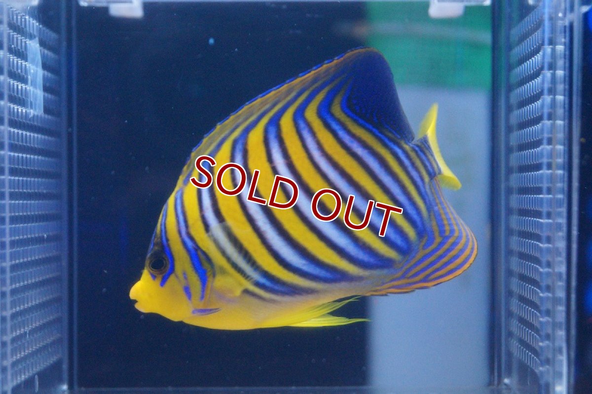 画像2: 【海水魚】インドニシキヤッコ（ML-Lサイズ）(1匹)±13-15ｃｍ(サンプル画像）（生体）(海水魚)（サンゴ） (2)