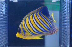 画像2: 【海水魚】【通販】インドニシキヤッコ（ML-Lサイズ）(1匹)±13-15ｃｍ(サンプル画像）（生体）(海水魚)（サンゴ） (2)