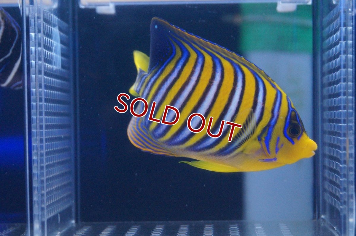 画像3: 【海水魚】インドニシキヤッコ（ML-Lサイズ）(1匹)±13-15ｃｍ(サンプル画像）（生体）(海水魚)（サンゴ） (3)