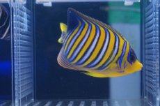 画像3: 【海水魚】【通販】インドニシキヤッコ（ML-Lサイズ）(1匹)±13-15ｃｍ(サンプル画像）（生体）(海水魚)（サンゴ） (3)