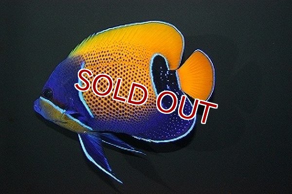 海水魚 イナズマヤッコ Mlサイズ 1匹 12 14cm 生体 海水魚 サンゴ ペットバルーン ネットショップ