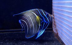 画像1: 【海水魚】【通販】サザナミヤッコ（Semi Adult)Lサイズ(1匹)±13-15ｃｍ(サンプル画像）（生体）(海水魚)（サンゴ） (1)