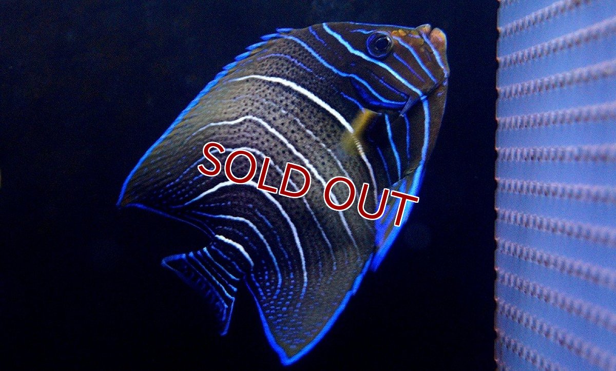 画像2: 【海水魚】サザナミヤッコ（Semi Adult)Lサイズ(1匹)±13-15ｃｍ(サンプル画像）（生体）(海水魚)（サンゴ） (2)