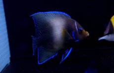 画像1: 【海水魚】サザナミヤッコ（Lサイズ）(1匹)±13-15ｃｍ(サンプル画像）（生体）(海水魚)（サンゴ） (1)