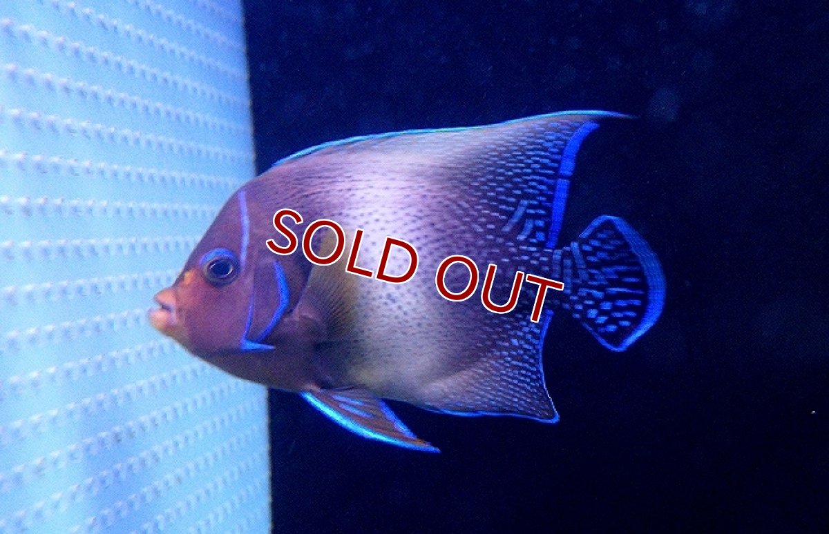 画像2: 【海水魚】サザナミヤッコ（Lサイズ）(1匹)±13-15ｃｍ(サンプル画像）（生体）(海水魚)（サンゴ） (2)