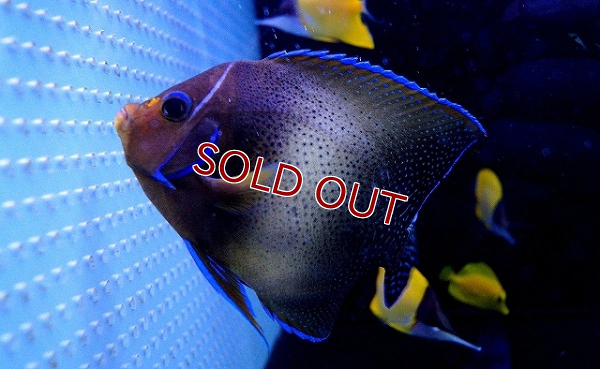 画像3: 【海水魚】サザナミヤッコ（Lサイズ）(1匹)±13-15ｃｍ(サンプル画像）（生体）(海水魚)（サンゴ） (3)