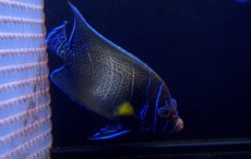 画像1: 【海水魚】【通販】サザナミヤッコ（Adult)(1匹)±16-18ｃｍ(サンプル画像）（生体）(海水魚)（サンゴ） (1)