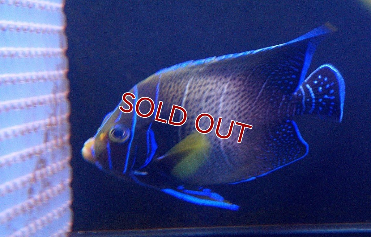 画像2: 【海水魚】サザナミヤッコ（Adult)(1匹)±16-18ｃｍ(サンプル画像）（生体）(海水魚)（サンゴ） (2)