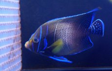 画像2: 【海水魚】【通販】サザナミヤッコ（Adult)(1匹)±16-18ｃｍ(サンプル画像）（生体）(海水魚)（サンゴ） (2)