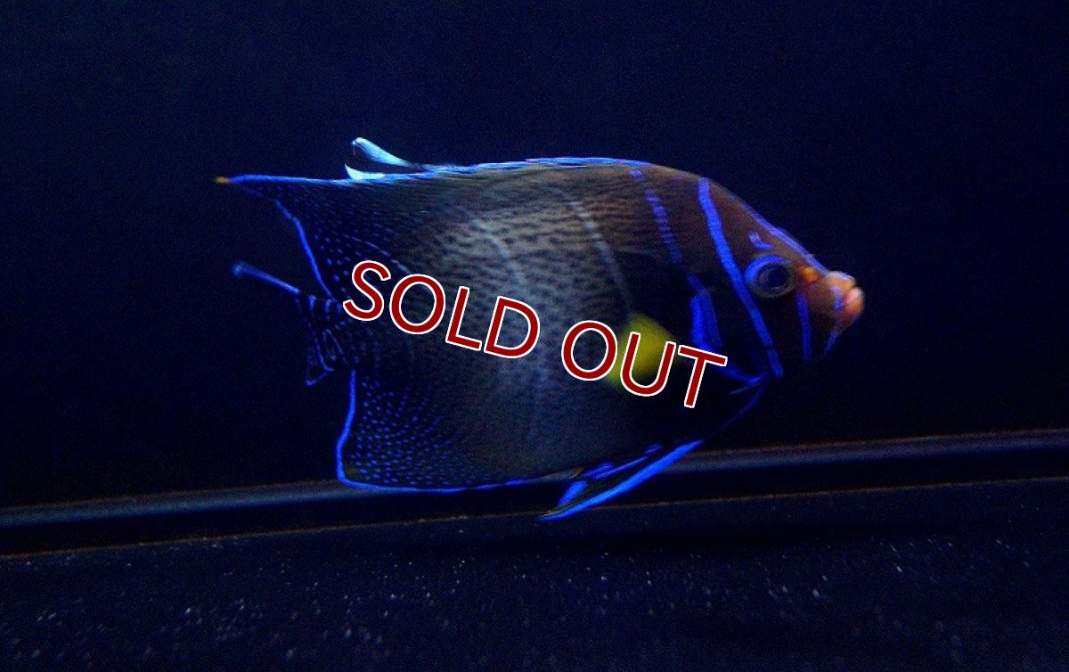 画像3: 【海水魚】サザナミヤッコ（Adult)(1匹)±16-18ｃｍ(サンプル画像）（生体）(海水魚)（サンゴ） (3)