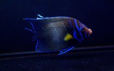 画像3: 【海水魚】【通販】サザナミヤッコ（Adult)(1匹)±16-18ｃｍ(サンプル画像）（生体）(海水魚)（サンゴ） (3)