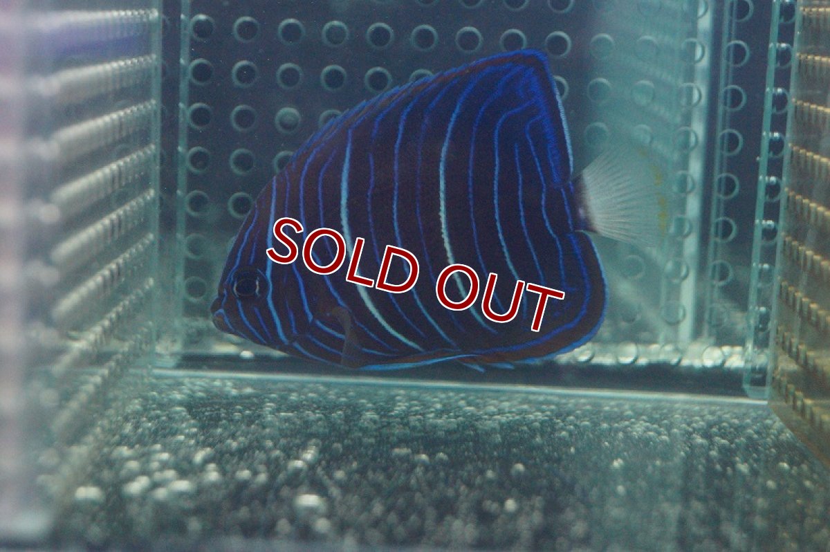 画像2: 【海水魚】ワヌケヤッコ(幼魚）Mサイズ(1匹)±5-6cm(サンプル画像）（生体）(海水魚)（サンゴ） (2)