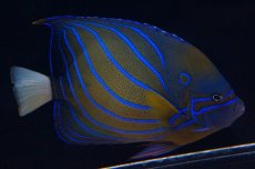 画像1: 【海水魚】【通販】ワヌケヤッコ（Lサイズ）(1匹)±16-18ｃｍ(サンプル画像）（生体）(海水魚)（サンゴ） (1)