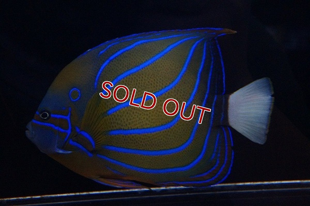 画像2: 【海水魚】ワヌケヤッコ（Lサイズ）(1匹)±16-18ｃｍ(サンプル画像）（生体）(海水魚)（サンゴ） (2)