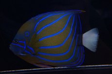 画像2: 【海水魚】【通販】ワヌケヤッコ（Lサイズ）(1匹)±16-18ｃｍ(サンプル画像）（生体）(海水魚)（サンゴ） (2)