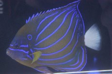 画像1: 【海水魚】【通販】ワヌケヤッコ（MLサイズ）(1匹)±13-15ｃｍ(サンプル画像）（生体）(海水魚)（サンゴ） (1)