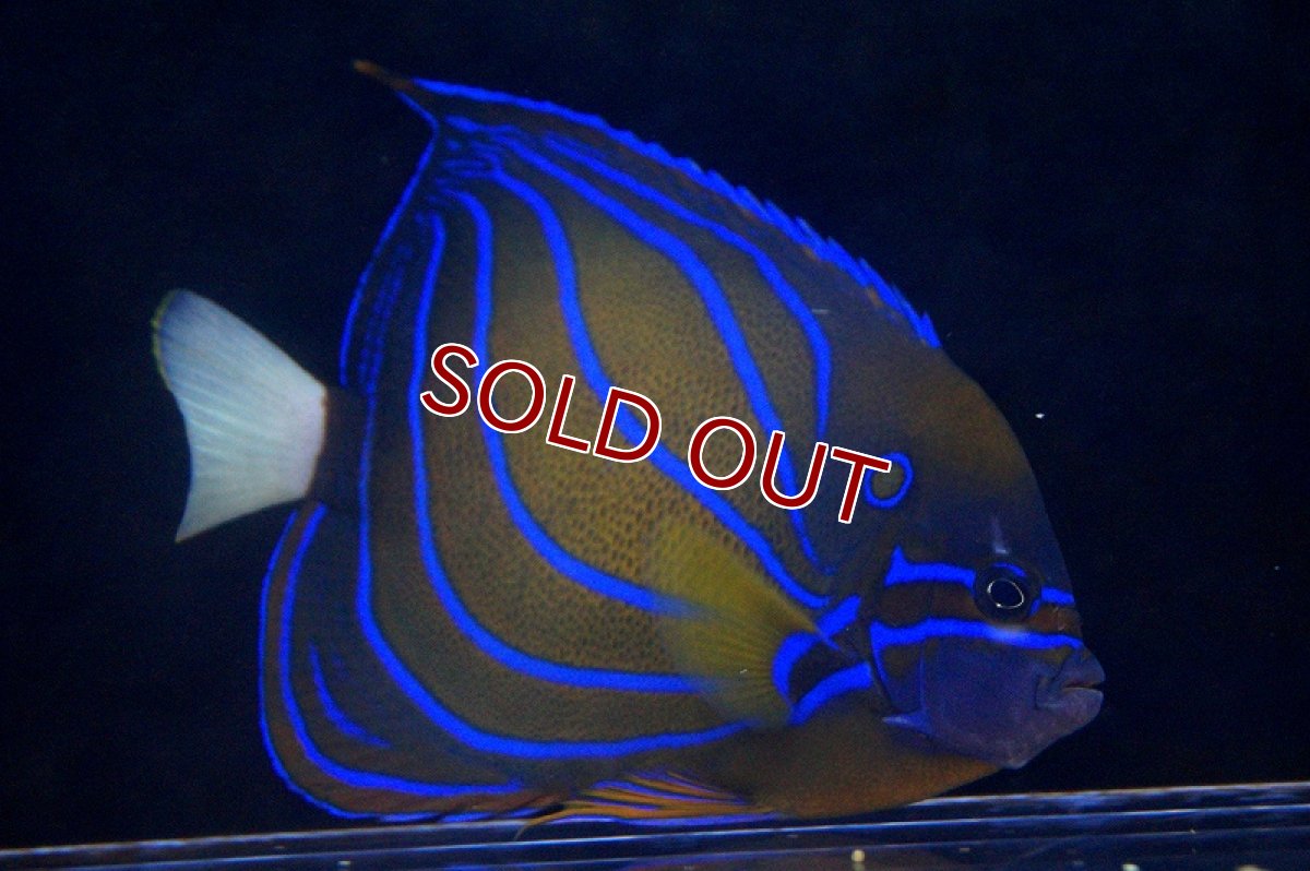 画像2: 【海水魚】ワヌケヤッコ（MLサイズ）(1匹)±13-15ｃｍ(サンプル画像）（生体）(海水魚)（サンゴ） (2)