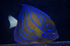 画像2: 【海水魚】【通販】ワヌケヤッコ（MLサイズ）(1匹)±13-15ｃｍ(サンプル画像）（生体）(海水魚)（サンゴ） (2)