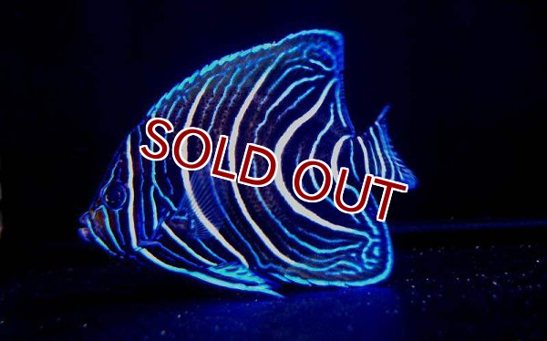 海水魚 サザナミヤッコ 幼魚 M Mlサイズ 1匹 8 9cm 生体 海水魚 サンゴ ペットバルーン ネットショップ