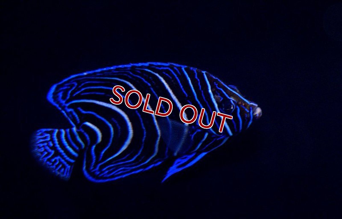 画像2: 【海水魚】サザナミヤッコ(幼魚）M-MLサイズ(1匹)±8-9cm(サンプル画像）（生体）(海水魚)（サンゴ） (2)