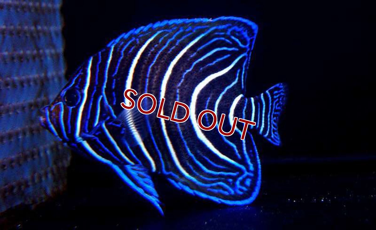 画像3: 【海水魚】サザナミヤッコ(幼魚）M-MLサイズ(1匹)±8-9cm(サンプル画像）（生体）(海水魚)（サンゴ） (3)