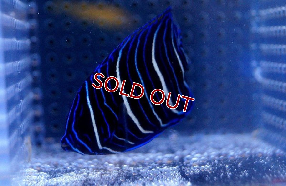 画像2: 【海水魚・ヤッコ】ブルーフェイスエンゼル(アデヤッコ) 幼魚 (1匹)±4-5cm(サンプル画像）（生体）(海水魚)（サンゴ） (2)