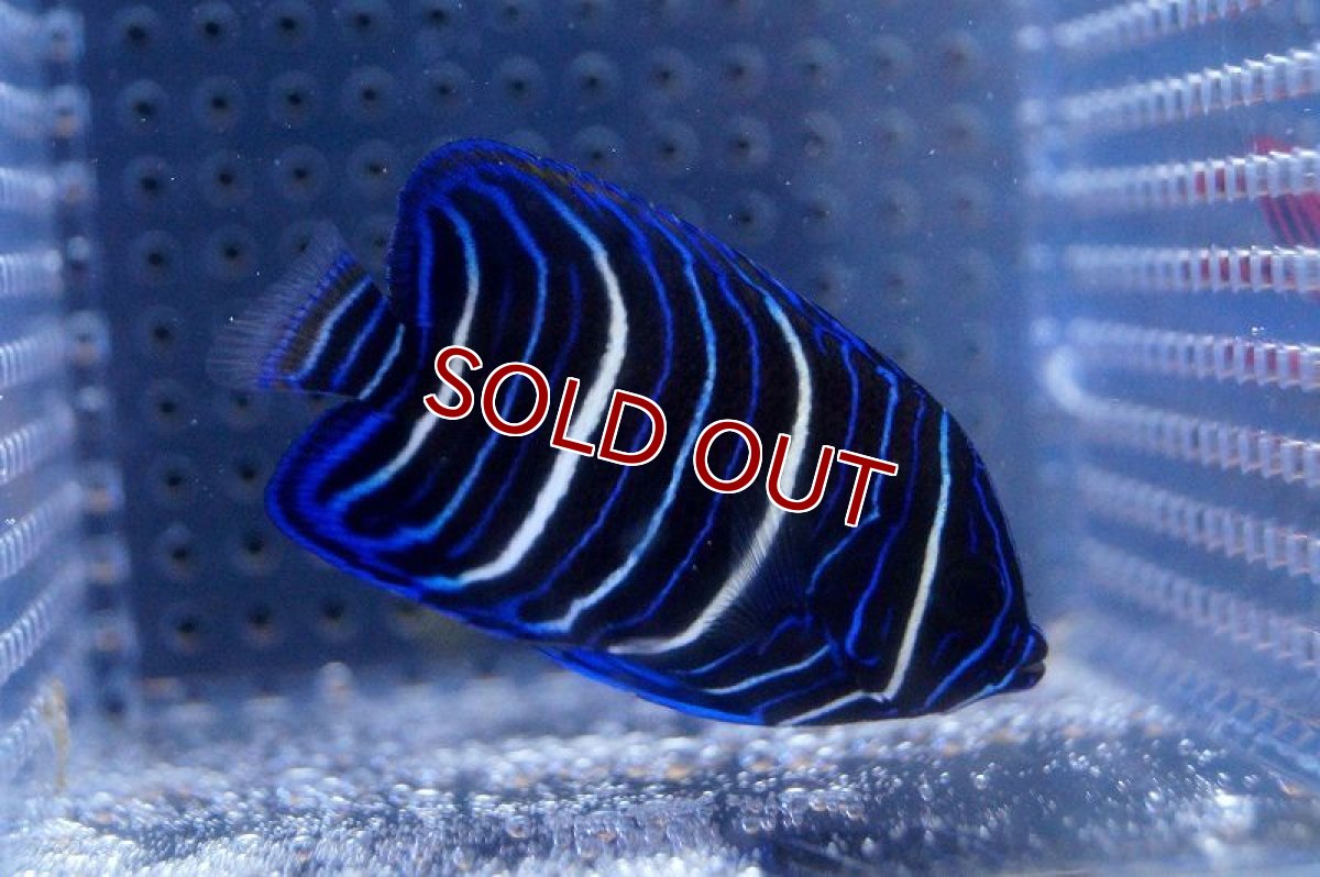 画像3: 【海水魚・ヤッコ】ブルーフェイスエンゼル(アデヤッコ) 幼魚 (1匹)±4-5cm(サンプル画像）（生体）(海水魚)（サンゴ） (3)