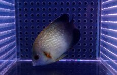 画像1: 【海水魚・ヤッコ】【通販】ナメラヤッコ (1匹)±5-7cm(サンプル画像）（生体）(海水魚)（サンゴ） (1)