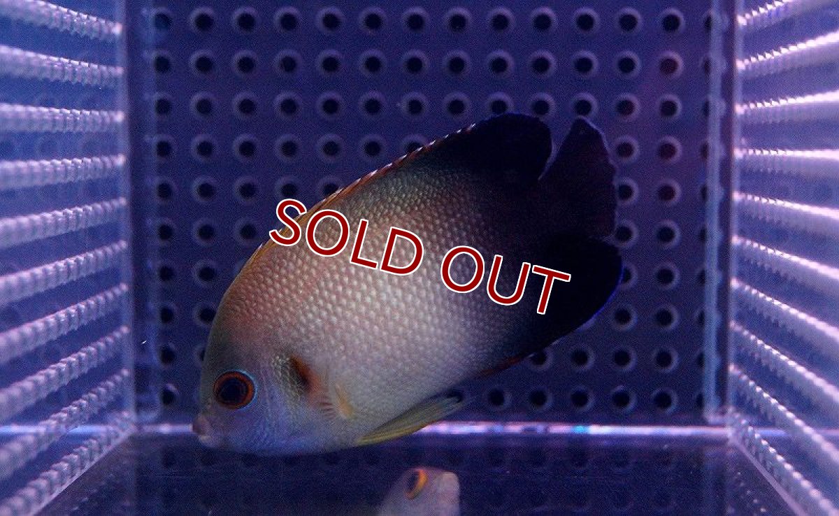 画像2: 【海水魚・ヤッコ】ナメラヤッコ (1匹)±5-7cm(サンプル画像）（生体）(海水魚)（サンゴ） (2)