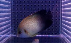 画像2: 【海水魚・ヤッコ】【通販】ナメラヤッコ (1匹)±5-7cm(サンプル画像）（生体）(海水魚)（サンゴ） (2)