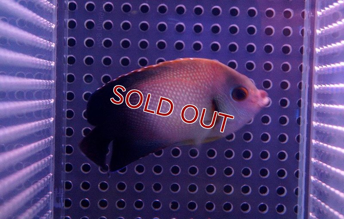 画像3: 【海水魚・ヤッコ】ナメラヤッコ (1匹)±5-7cm(サンプル画像）（生体）(海水魚)（サンゴ） (3)