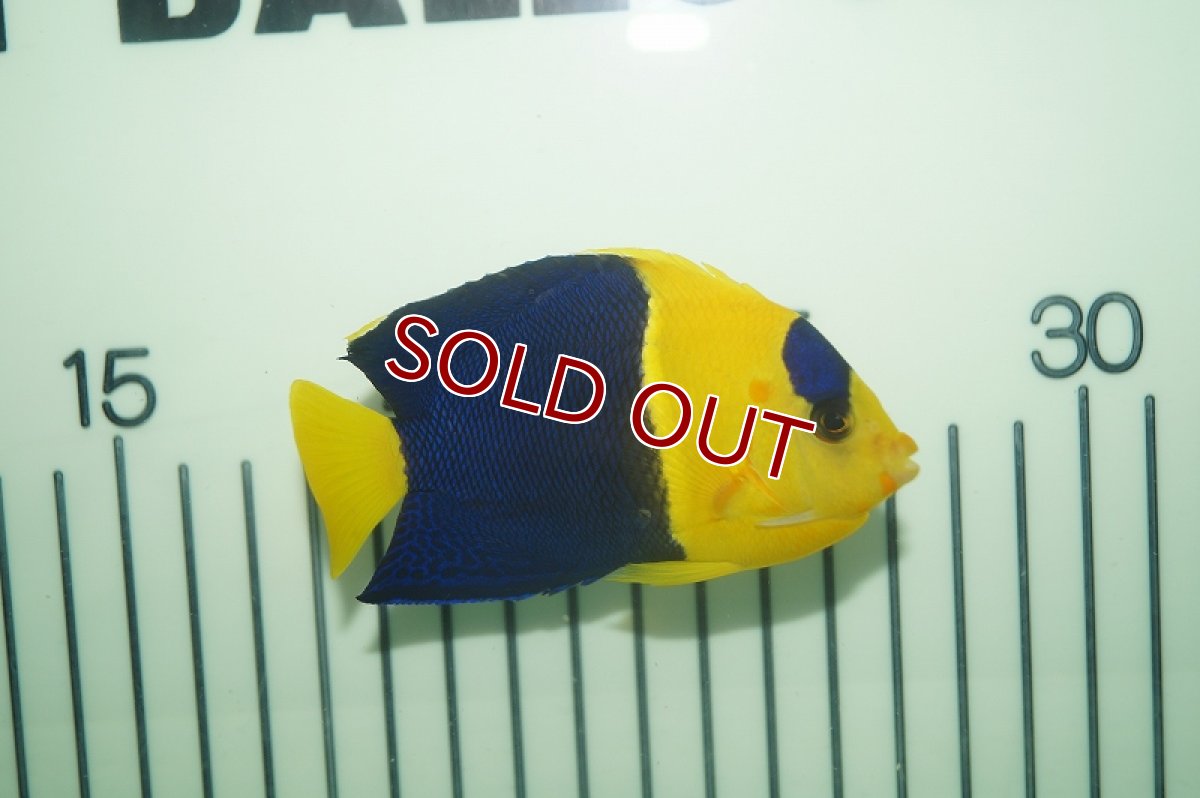 画像2: 【ウィンターセール 10％OFF対象商品】【海水魚・ヤッコ】ソメワケヤッコ(Lサイズ）(1匹)(±7-8cm)(サンプル画像）（生体）(海水魚)（サンゴ） (2)