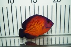 画像1: 【海水魚・ヤッコ】【通販】ルリヤッコ（深場タイプ）(1匹)±6-8cm(サンプル画像）（生体）(海水魚)（サンゴ） (1)