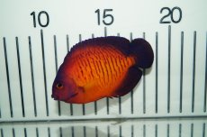 画像2: 【海水魚・ヤッコ】【通販】ルリヤッコ（深場タイプ）(1匹)±6-8cm(サンプル画像）（生体）(海水魚)（サンゴ） (2)